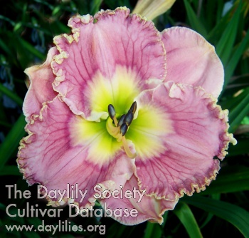 Daylily Orchid Prelude